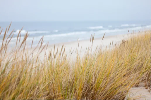 Dünengras an der Ostseeküste Dünengras im Vordergrund mit Nahaufnahme auf Strand und leicht wellige Ostsee im unscharfen Hintergrund.